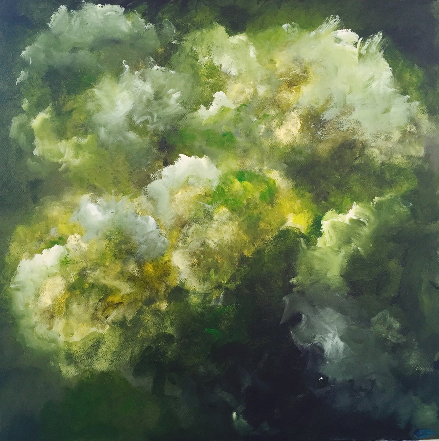 Hydrangea